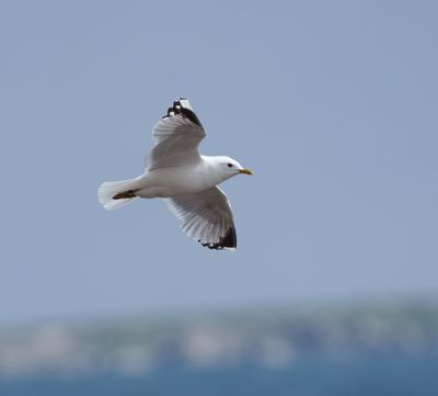 Common Gull