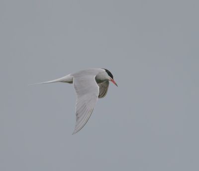 Common Tern