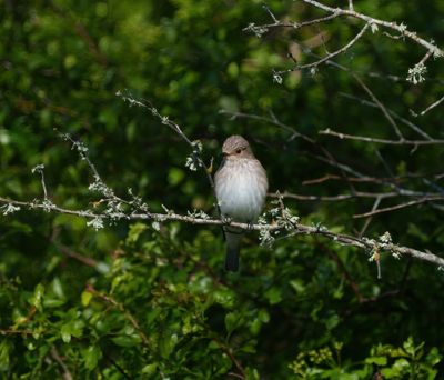 Spotted Flycatcher
