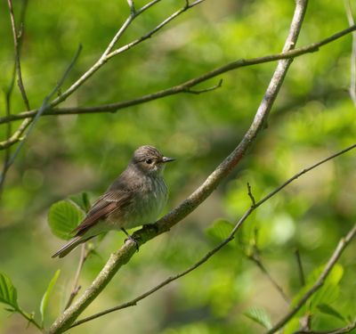 Spotted Flycatcher