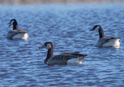 Greylag Goose,Canada Goose