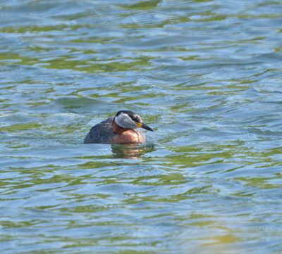 Red-necked Grebe