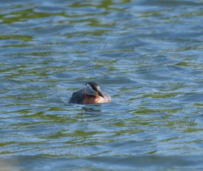Red-necked Grebe