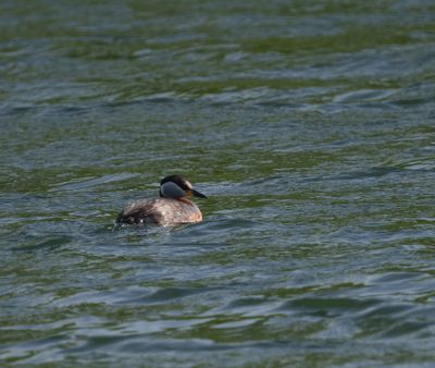 Red-necked Grebe