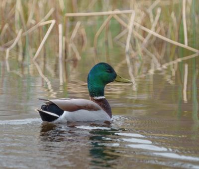 Mallard