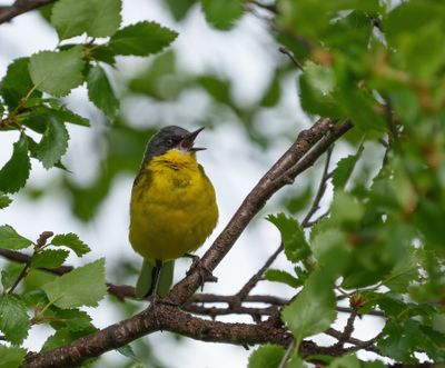Western Yellow Wagtail