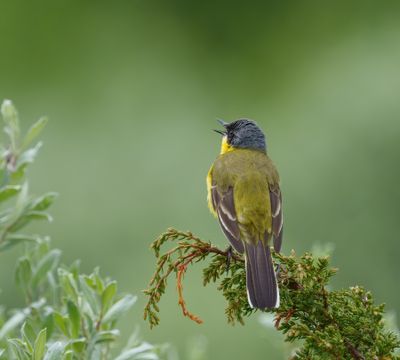Western Yellow Wagtail