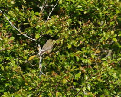 Icterine Warbler