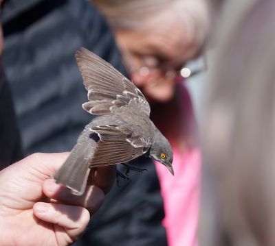 Barred Warbler