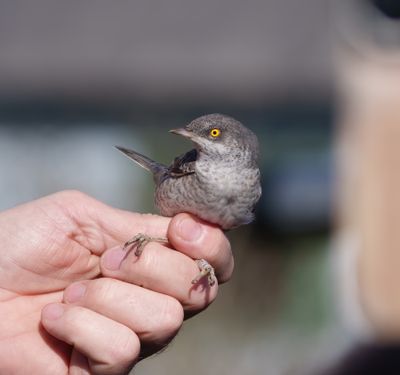 Barred Warbler
