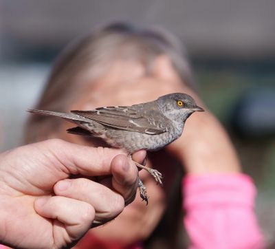Barred Warbler