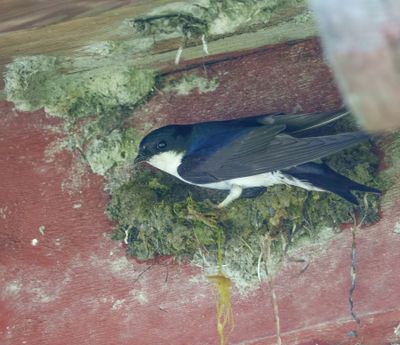 Western House Martin