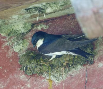 Western House Martin