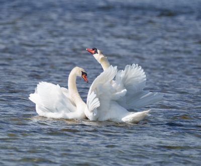 Mute Swan