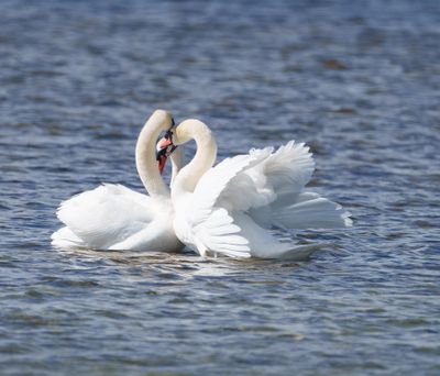 Mute Swan
