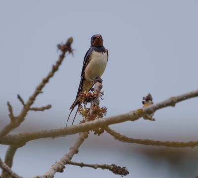 Barn Swallow