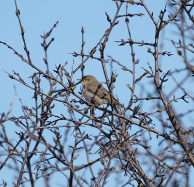 Willow Warbler
