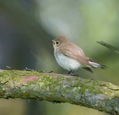 Red-breasted Flycatcher