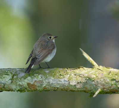 Red-breasted Flycatcher