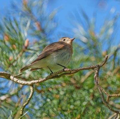 Red-breasted Flycatcher