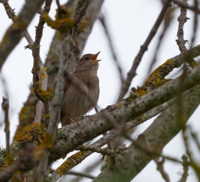 Thrush Nightingale