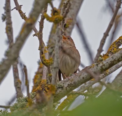 Thrush Nightingale