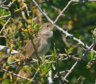 Thrush Nightingale