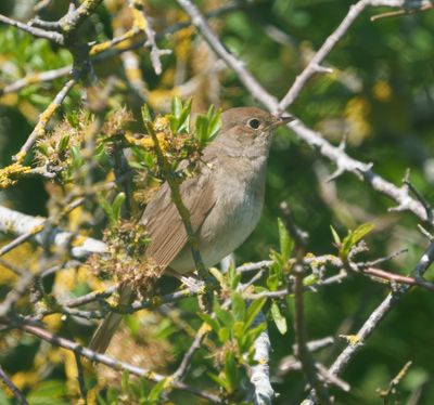 Thrush Nightingale