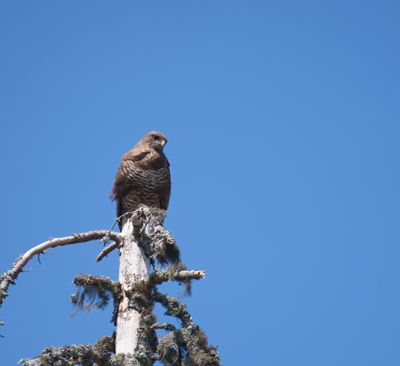 Common Buzzard