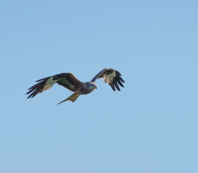 Red Kite