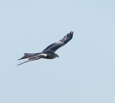 Red Kite