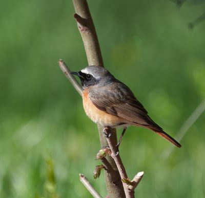 Common Redstart