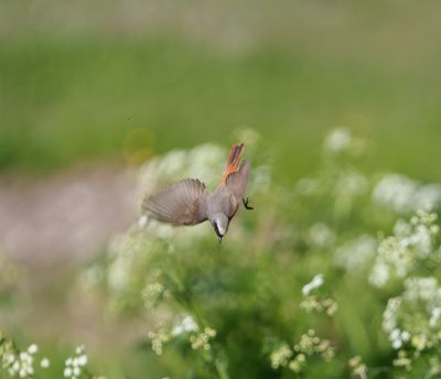 Common Redstart