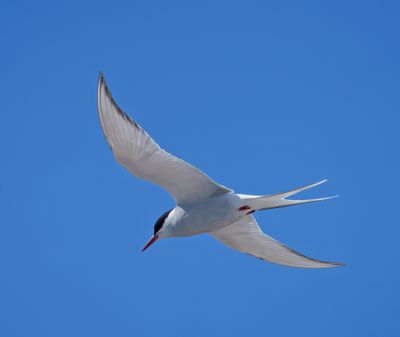 Arctic Tern