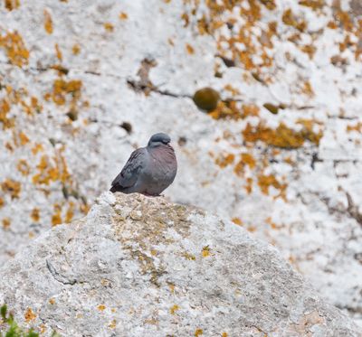 Stock Dove