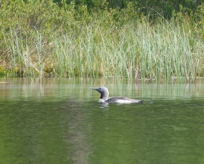 Red-throated Loon