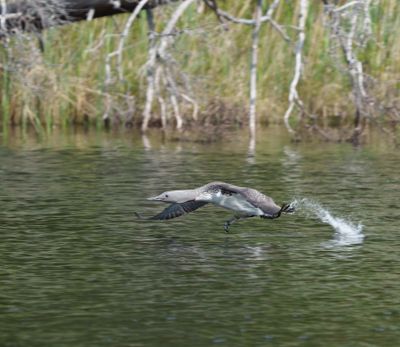 Red-throated Loon