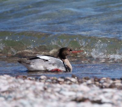 Red-breasted Merganser