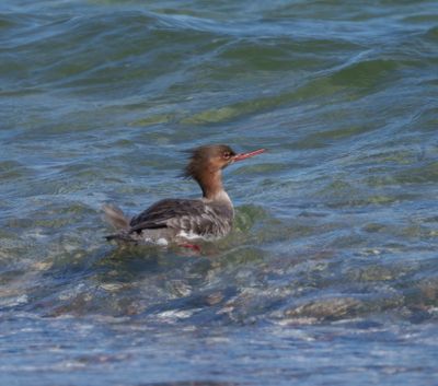 Red-breasted Merganser