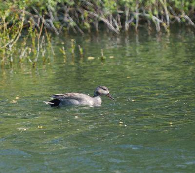 Gadwall