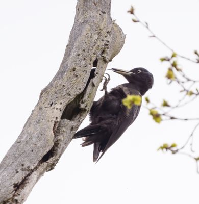 Black Woodpecker