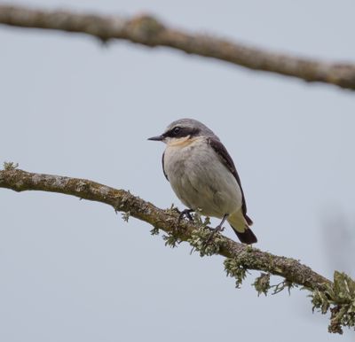 Northern Wheatear