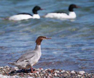 Common Merganser