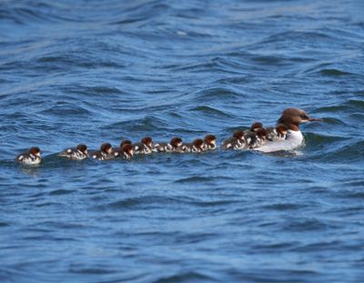 Common Merganser