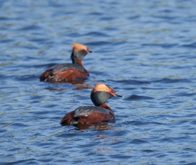 Horned Grebe