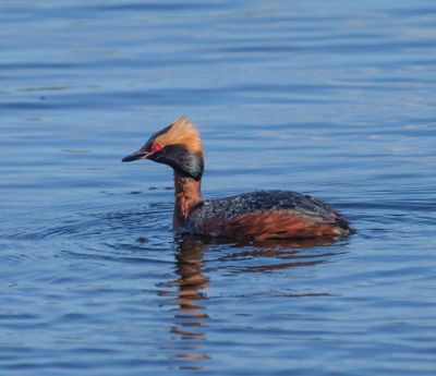 Horned Grebe