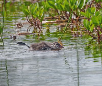Horned Grebe