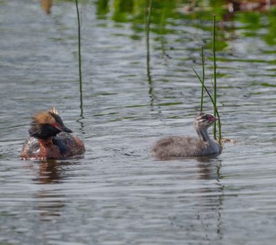 Horned Grebe