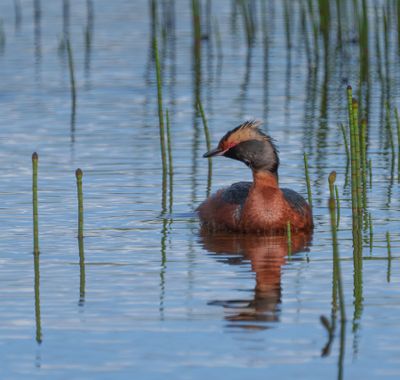 Horned Grebe