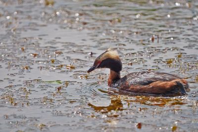 Horned Grebe
